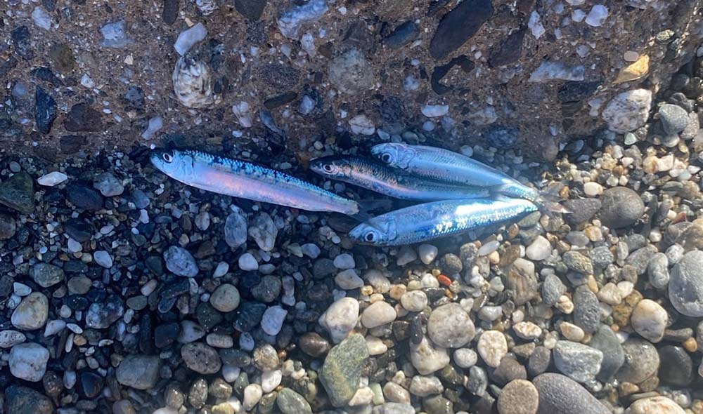Spadafora, chiazze di olio in mare e pesci morti sulla spiaggia
